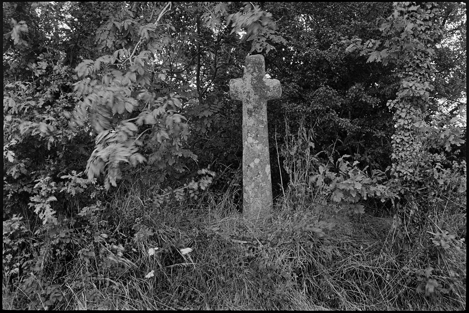 Ancient stone wayside cross. 
[An ancient stone wayside cross in a hedge at Langlands, Iddesleigh.]