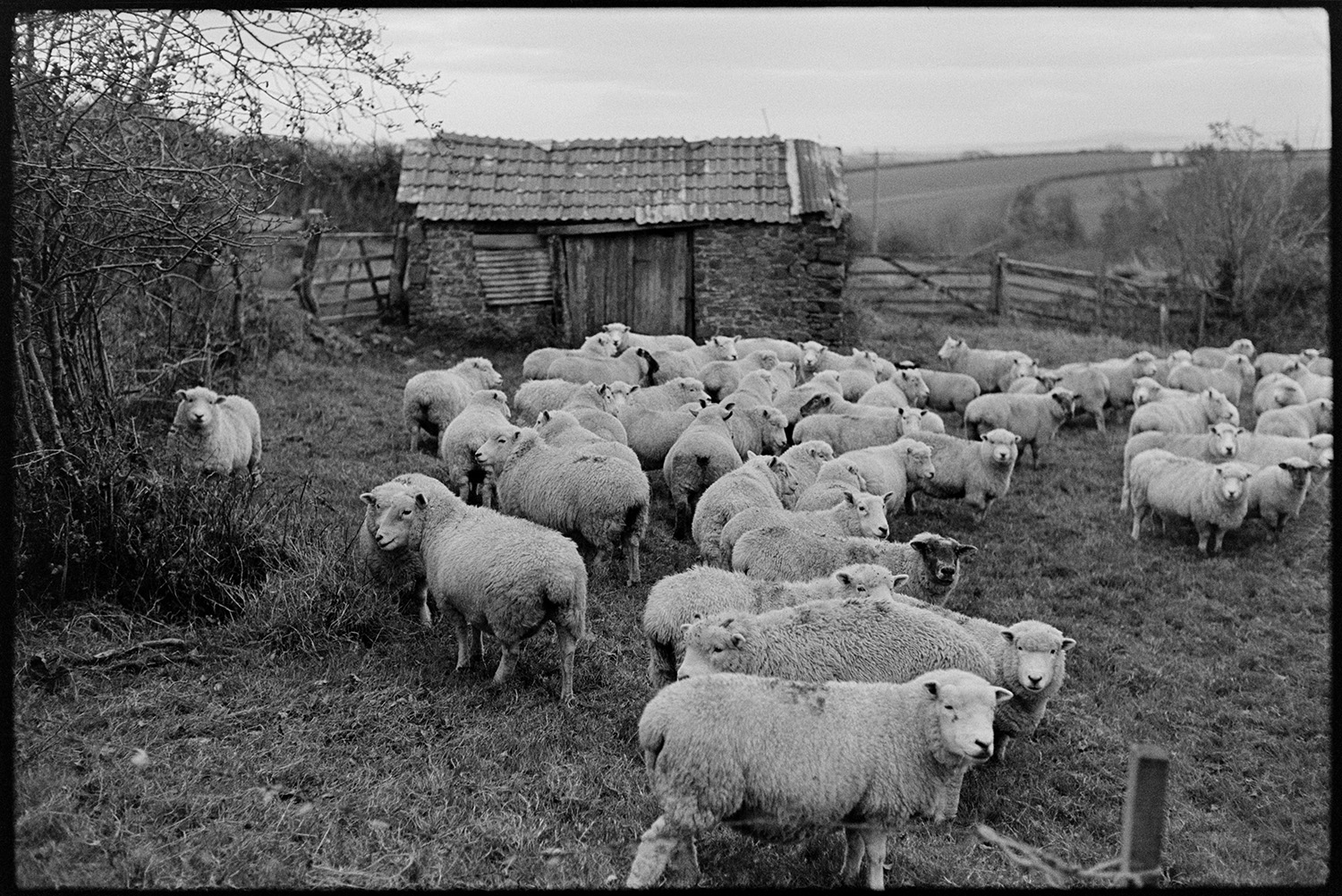 Flock of sheep in field. 
[A flock of sheep in a field by a small stone barn with a tiled roof, at Ashreigney.]