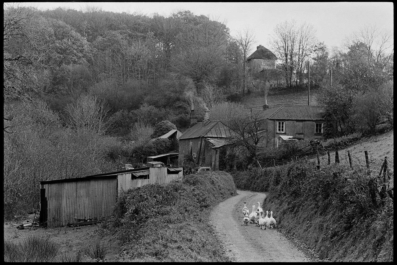 Various scenes, farmer in car chatting, geese and dogs. 
[A group of geese walking down a lane towards houses at Millhams, Dolton. Corrugated iron sheds can be seen in the field on the left and smoke is rising from the cottage chimneys.]