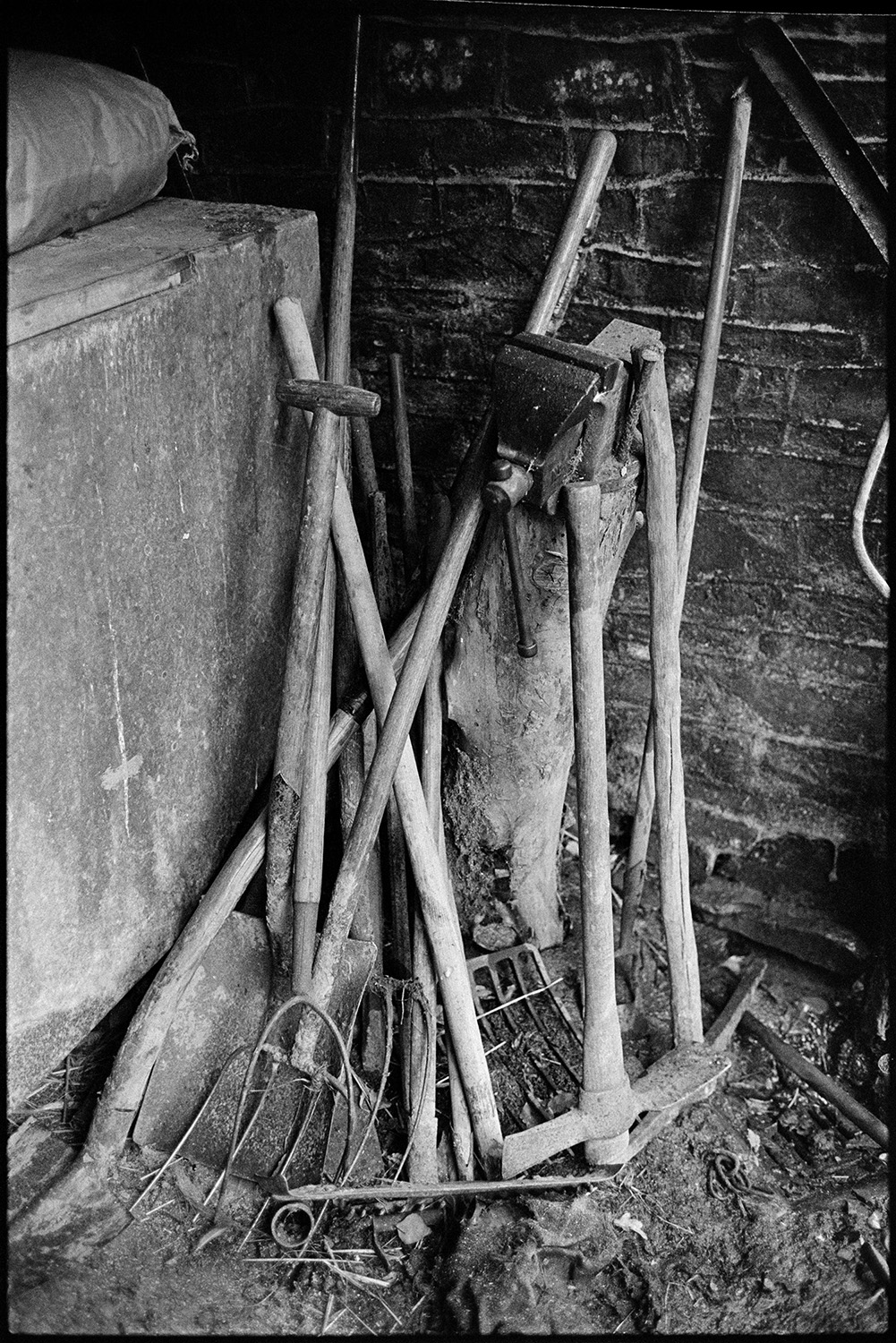 Tools and bits and pieces in shed, box contained ferret! 
[Tools lent against the wall in Archie Parkhouse's shed at Millhams, Dolton. The tools include forks, pickaxes and a hoe.]