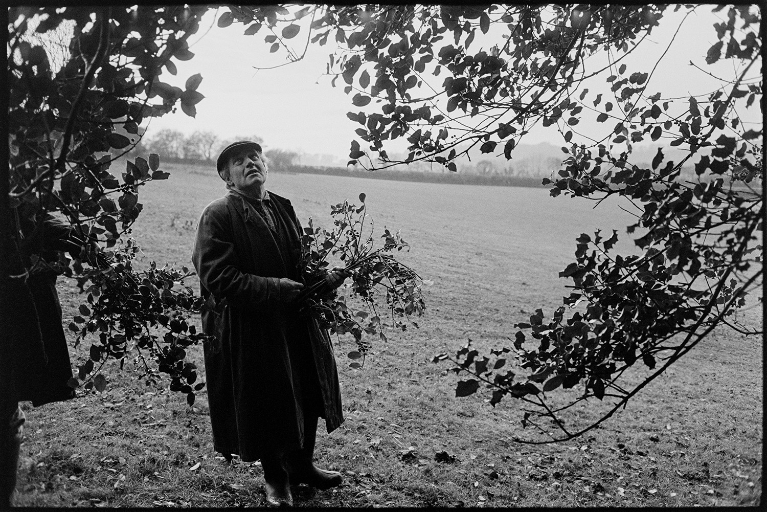 People gathering holly for Christmas decoration. 
[Ivor Brock gathering holly for Christmas decorations, from a tree in a field at Millhams, Dolton.]