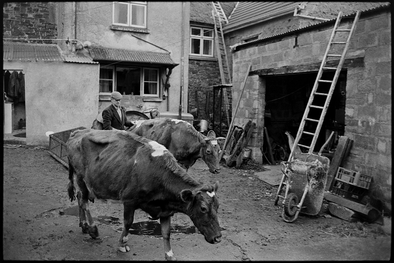 Farmer putting horned cows in barn to be milked. 
[Jim Woolacott herding two cows through the farmyard at Verdun, Atherington to be milked. One of the cows has horns. Ladders, milk crates and a wheelbarrow can be seen in the farmyard. A tractor and link box are parked by the farmhouse.]