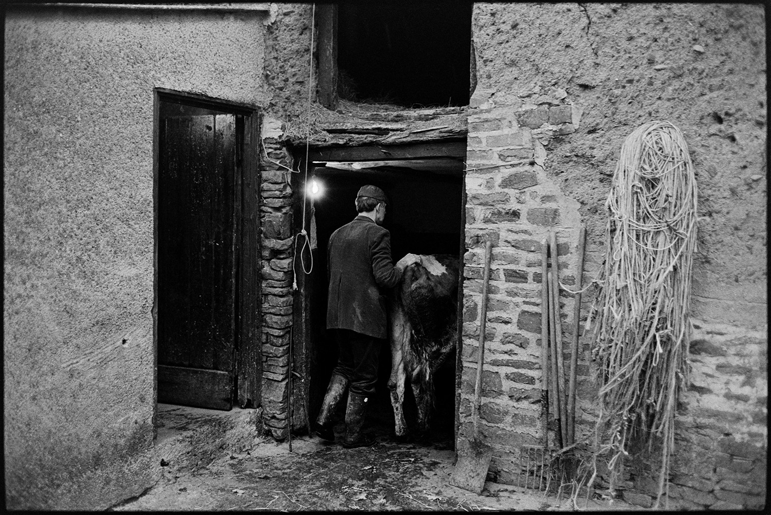 Farmer putting horned cows in barn to be milked. 
[Jim Woolacott herding a cow into the milking parlour at Verdun, Atherington. A light, rope and forks and spade are attached or lent against the cob and brick wall of the milking parlour.]