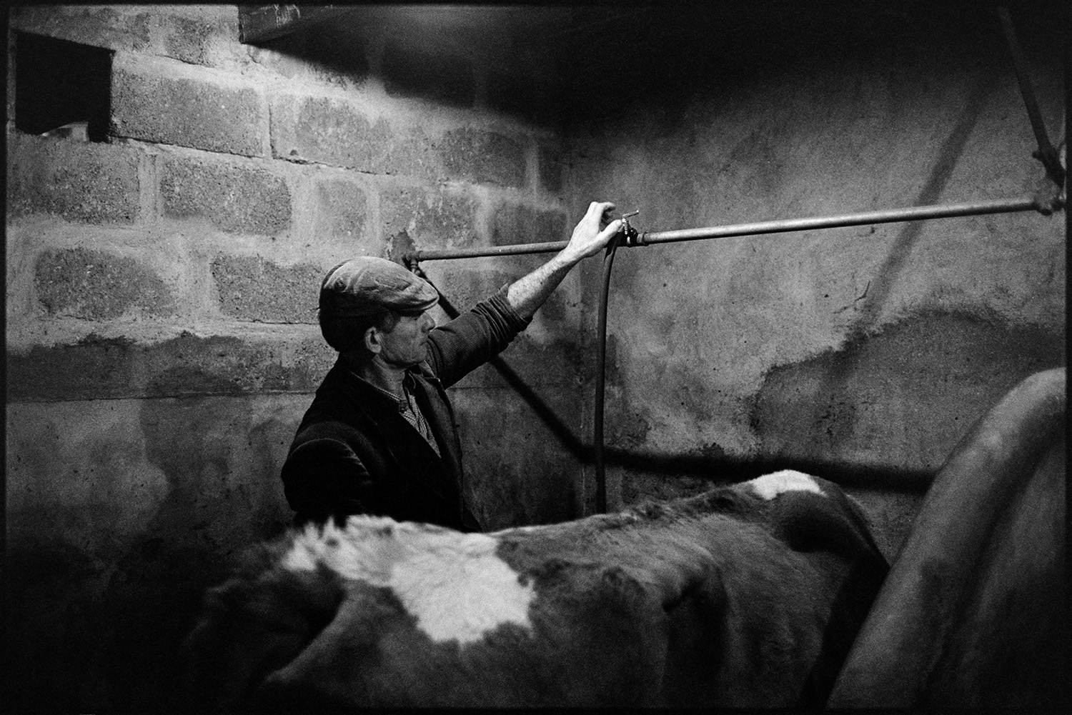Farmer putting horned cows in barn to be milked. 
[Jim Woolacott with a cow in a milking parlour at Verdun, Atherington.]