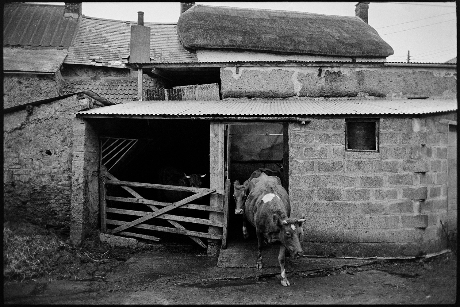 Farmer putting horned cows in barn to be milked. 
[Two cows coming out of a barn with a corrugated iron roof at Verdun, Atherington, going to be milked by Jim Woolacott. A cow is in the barn behind a wooden field gate next to them. The thatched farmhouse can be seen in the background.]