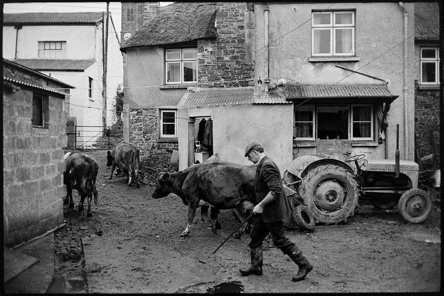 Farmer putting horned cows in barn to be milked. 
[Jim Woolacott herding tree cows through the farmyard at Verdun, Atherington to go to be milked. A tractor is parked outside the farmhouse.]