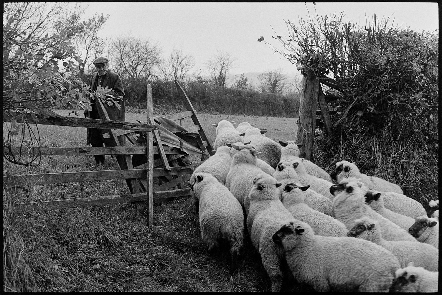 Farmers taking sheep to fields. 
[Ivor Brock leading sheep through a wooden field gate into a field at Millhams, Dolton.]