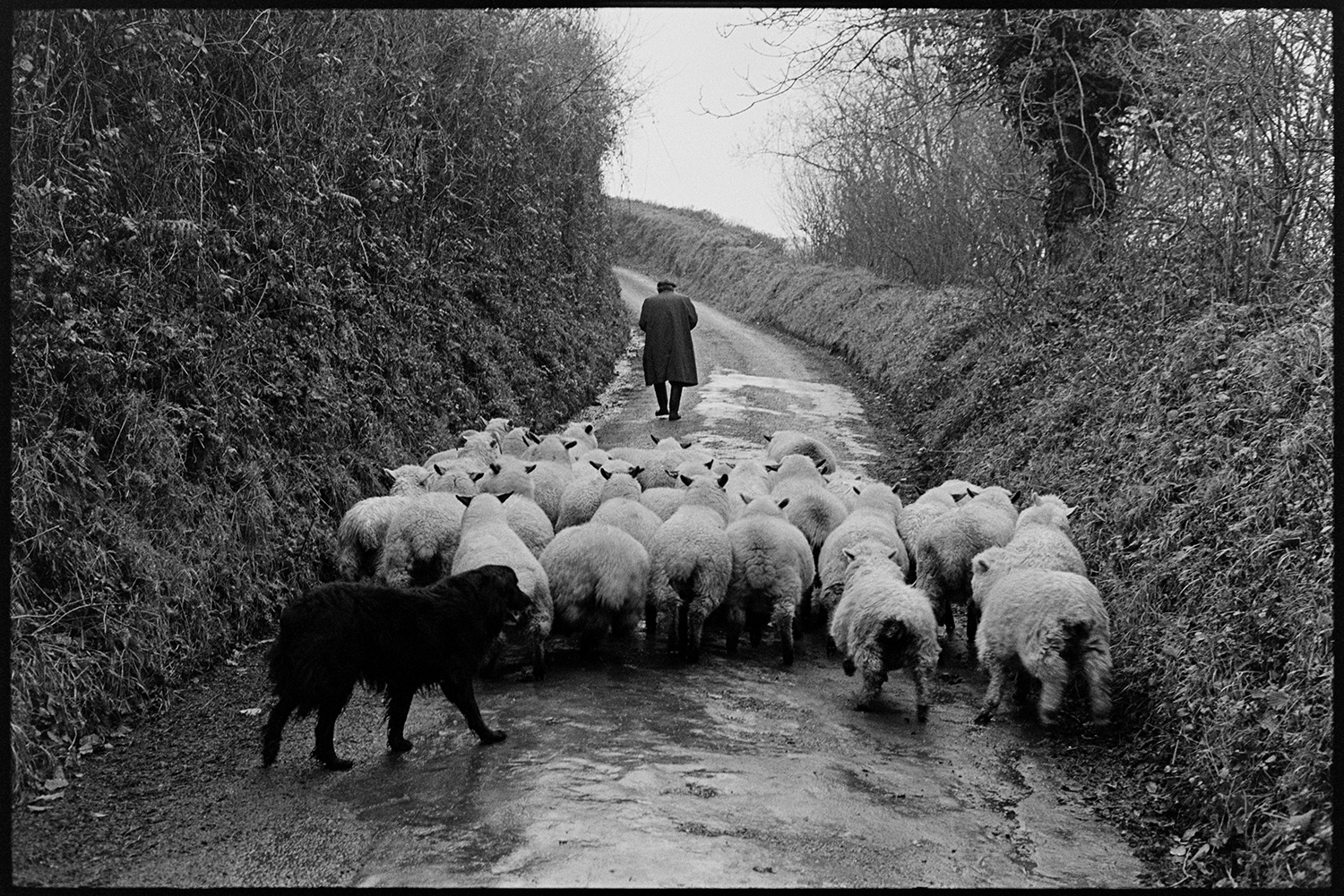 Farmers taking sheep to fields. 
[Ivor Brock leading a small flock of sheep down a lane at Millhams, Dolton. A dog is following the sheep.]