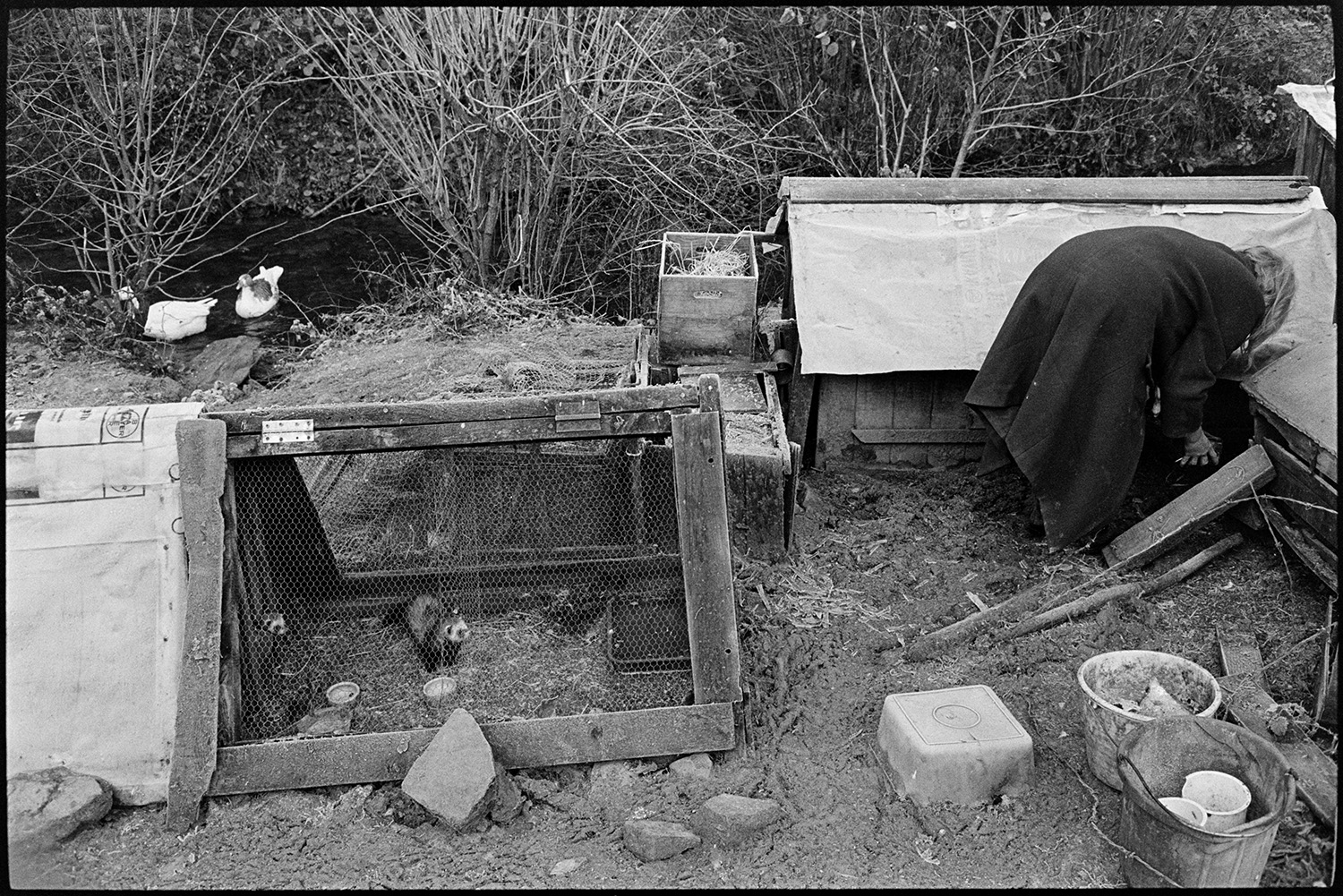 Woman checking chicken coops. 
[Jo Curzon checking chicken coops at Millhams, Dolton. A ferret can be seen in the run in the foreground and two ducks are visible in the stream in the background.]