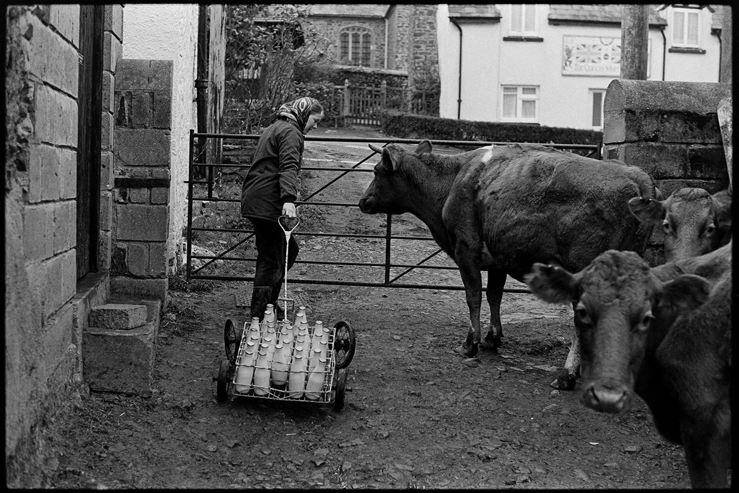 Woman loading milk trolley and setting off round village. 
[Susan Woolacott pulling a trolley loaded with milk bottles through the farmyard at Verdun, Atherington. Se is opening a gate to leave the farm and deliver the milk around the village of Atherington. Three cows are watching her.]