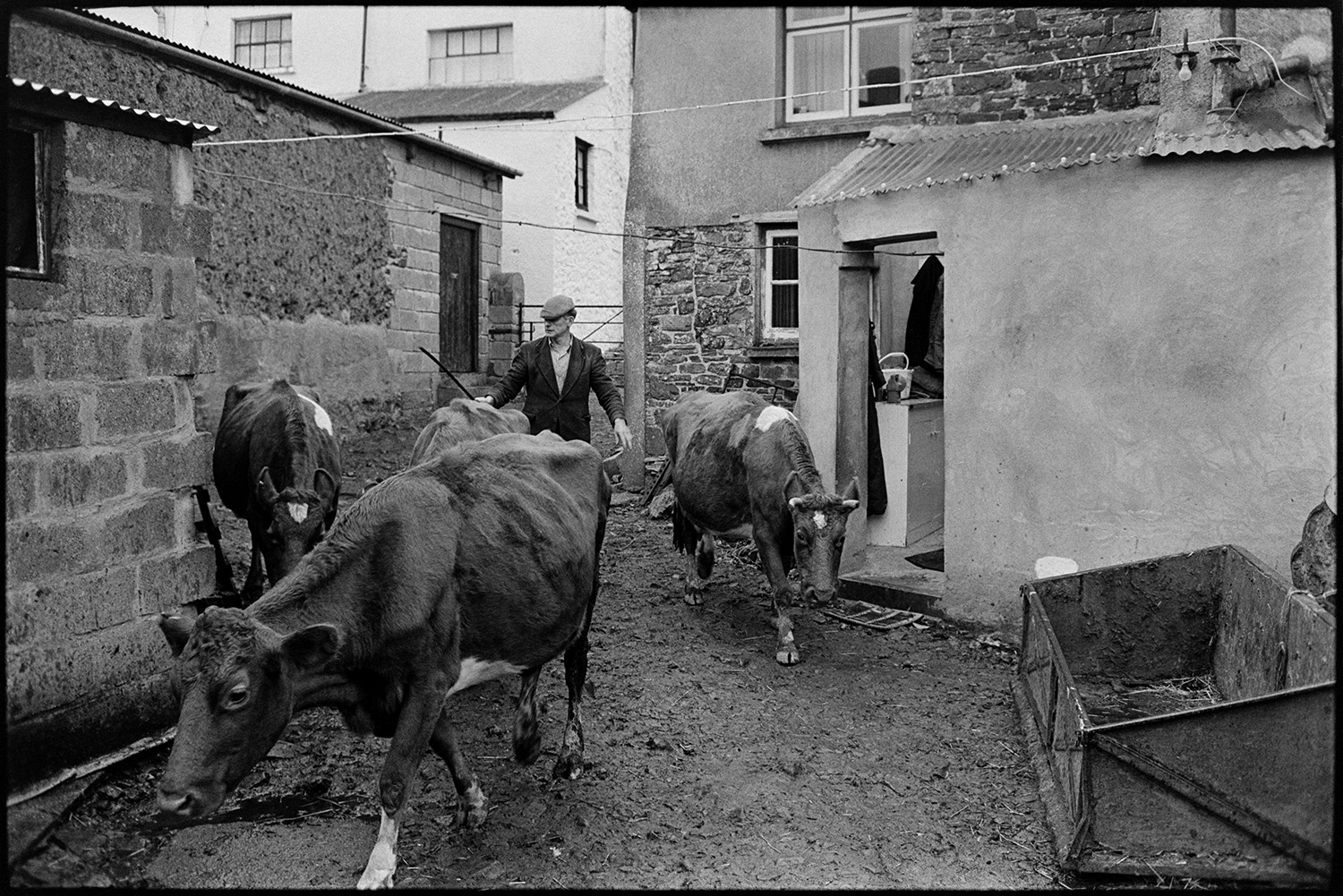 Farmer herding cows through farmyard. 
[Jim Woolacott herding cattle through the farmyard at Verdun, Atherington.]