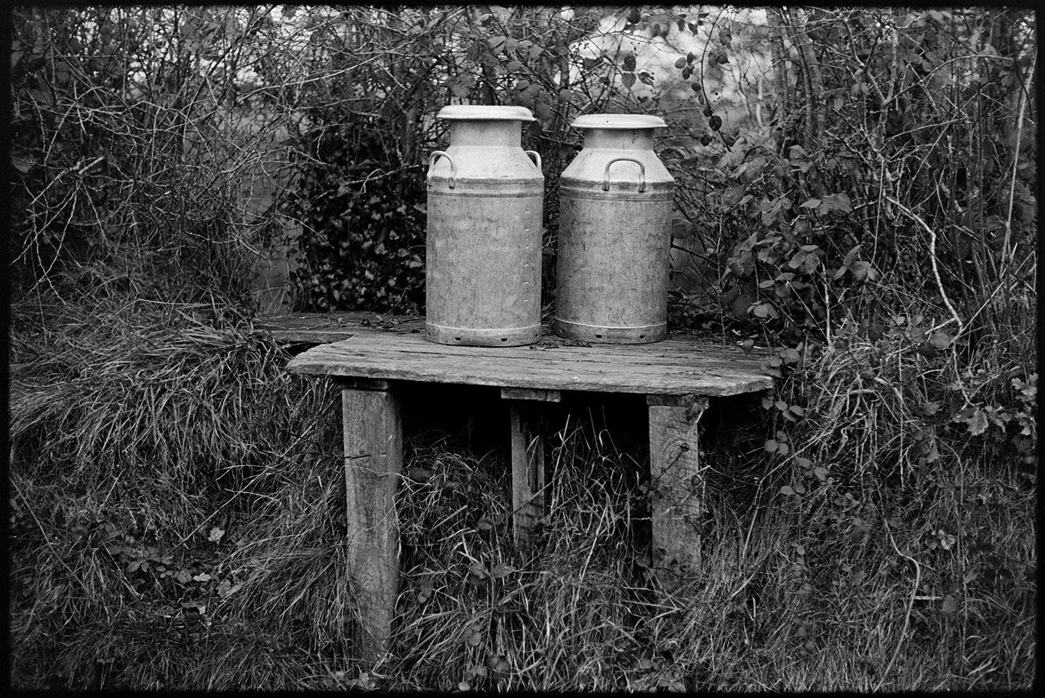 Two milk churns on stand in hedge. 
[Two milk churns on a wooden milk churn stand in a hedge with brambles at Woolridge, Dolton.]