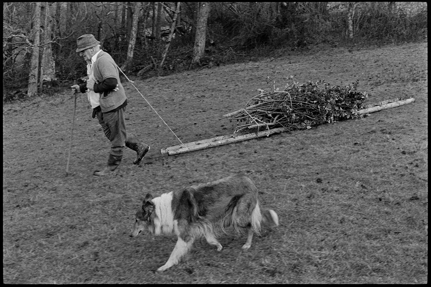 Men bundling up holly for Christmas decorations and dragging it home, dogs. 
[Archie Parkhouse dragging a ladder with a bundle of holly tied to it across a field at Langham, Dolton. He is accompanied by Sally, his dog.]