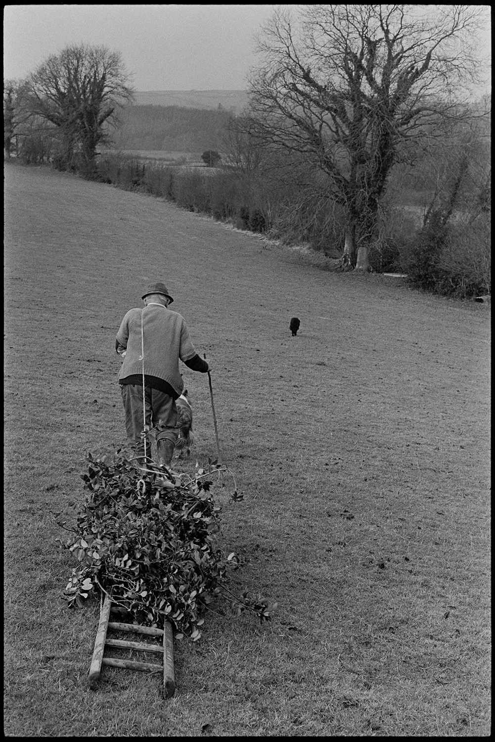 Men bundling up holly for Christmas decorations and dragging it home, dogs. 
[Archie Parkhouse dragging a ladder with a bundle of holly tied to it across a field at Langham, Dolton. He is accompanied by his two dogs.]