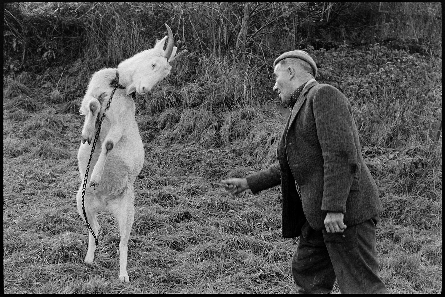 Farmer playing with goat!!!!! 
[Frank Pickard playing with a tethered goat at Millhams, Dolton.]