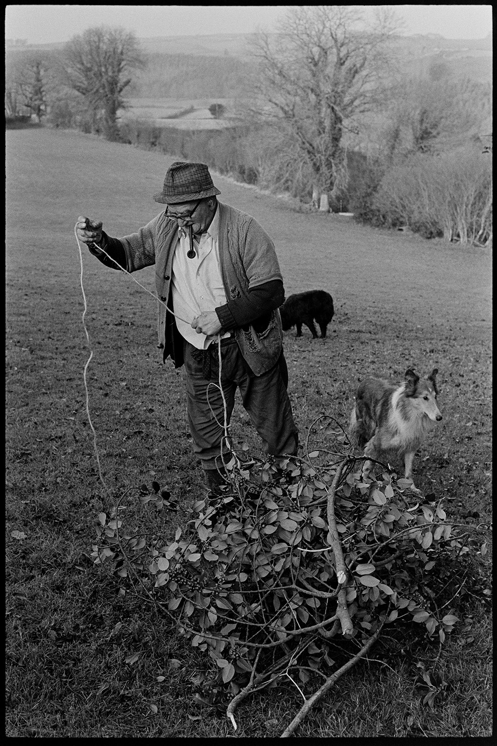 Farmer collecting holly for Christmas decorations, dogs. 
[Archie Parkhouse bundling and tying up holly for Christmas decorations in a field at Langham, Dolton. He is smoking a pipe and accompanied by his two dogs.]