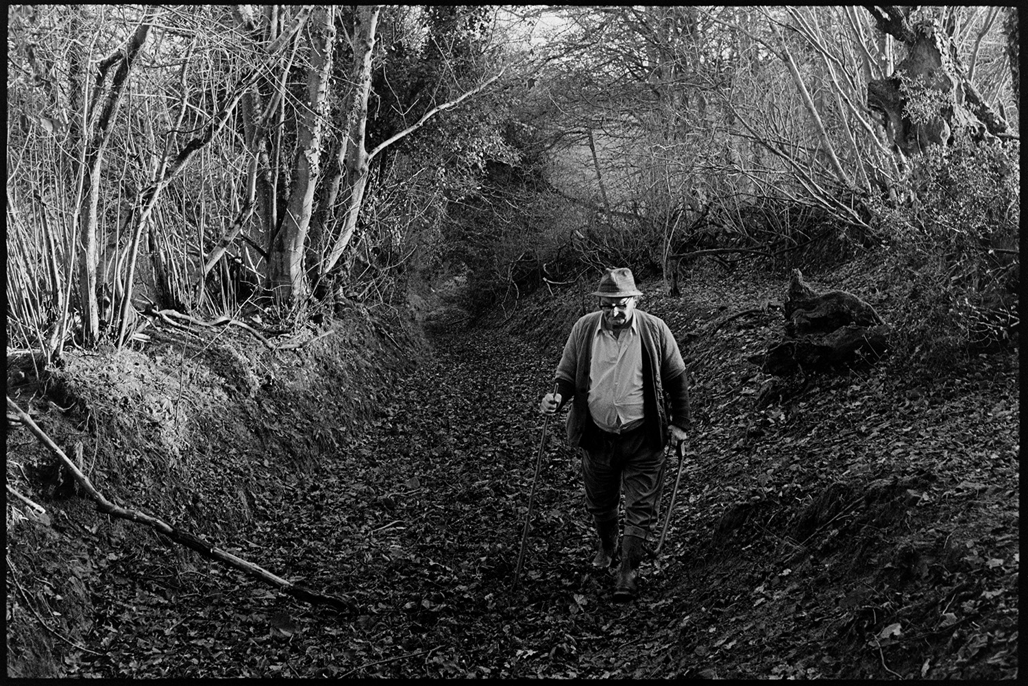 Farmer collecting holly for Christmas decorations, dogs. 
[Archie Parkhouse walking along a leaf covered and muddy lane at Langham, Dolton. Trees line the edges of the lane.]