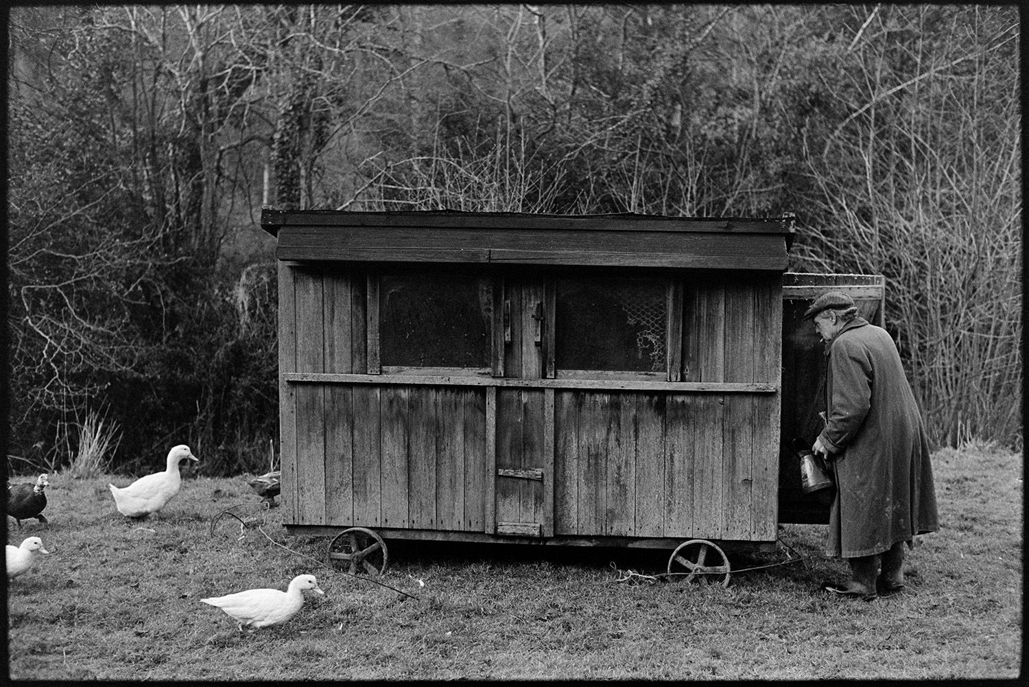 Farmer putting ducks to bed in poultry house, sheep in field. 
[Ivor Brock putting ducks o bed in a wooden poultry house on wheels in a field at Millhams, Dolton.]