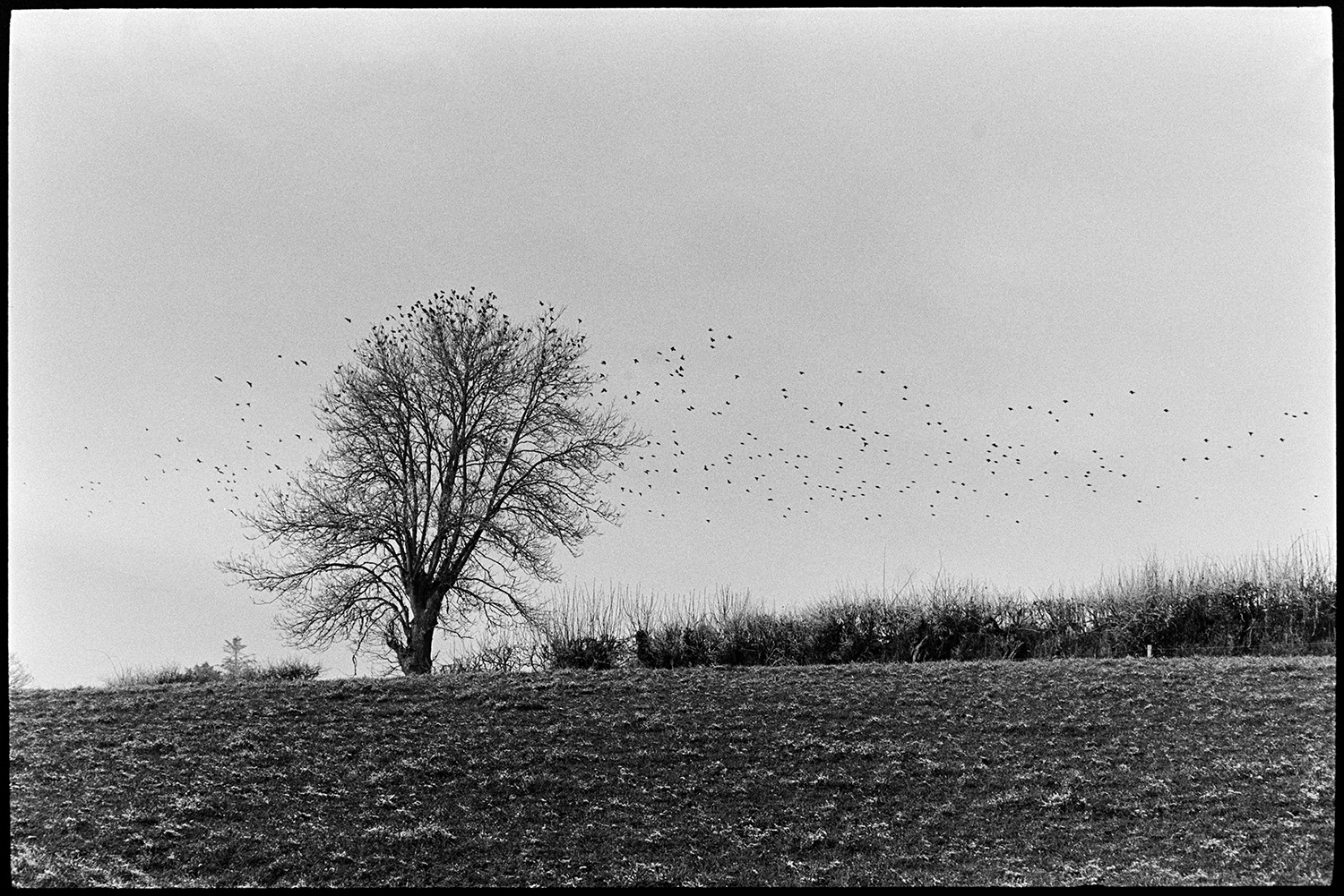 Frosty landscapes, river. 
[A frosty field and hedgerow at Dolton. A flock of birds are flying around, and landing in, a tree in the hedge.]