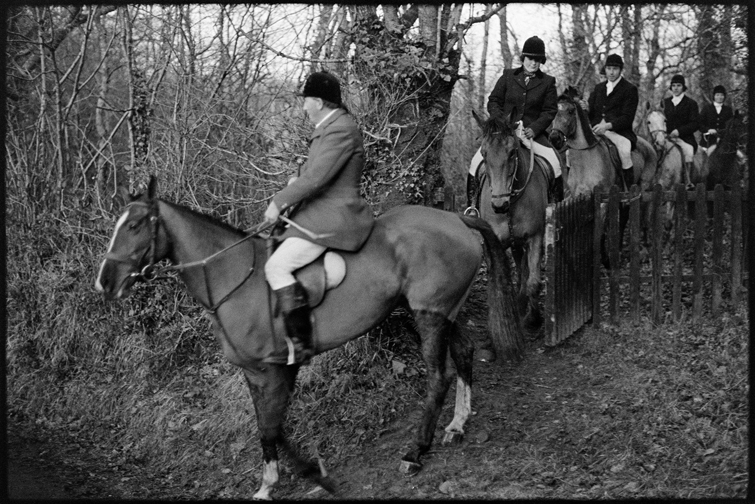 Hunt at entrance to wood. 
[Members of Torrington Farmers Hunt, on horseback, going through a gate into Dolton Wood on a hunt.]