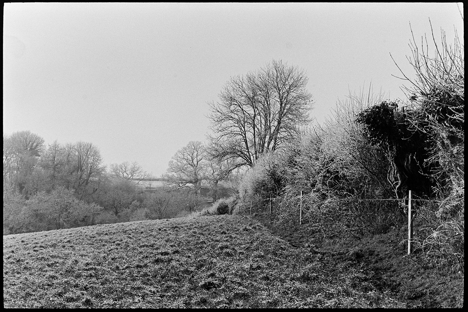 Frosty landscapes, river. 
[A frosty field, hedgerow and trees at Dolton.]