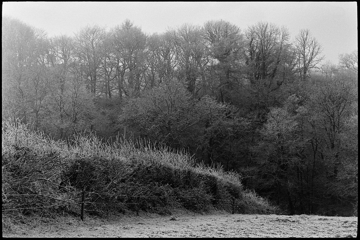 Frosty landscapes, river. 
[A frosty field, hedgerow and woodland at Dolton.]