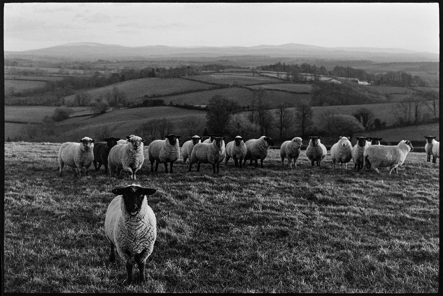 Sheep on hillside, evening. 
[Sheep in a field on a hillside, in the evening, at Berry, Iddesleigh. A landscape of fields, trees and hedges can be seen in the background.]