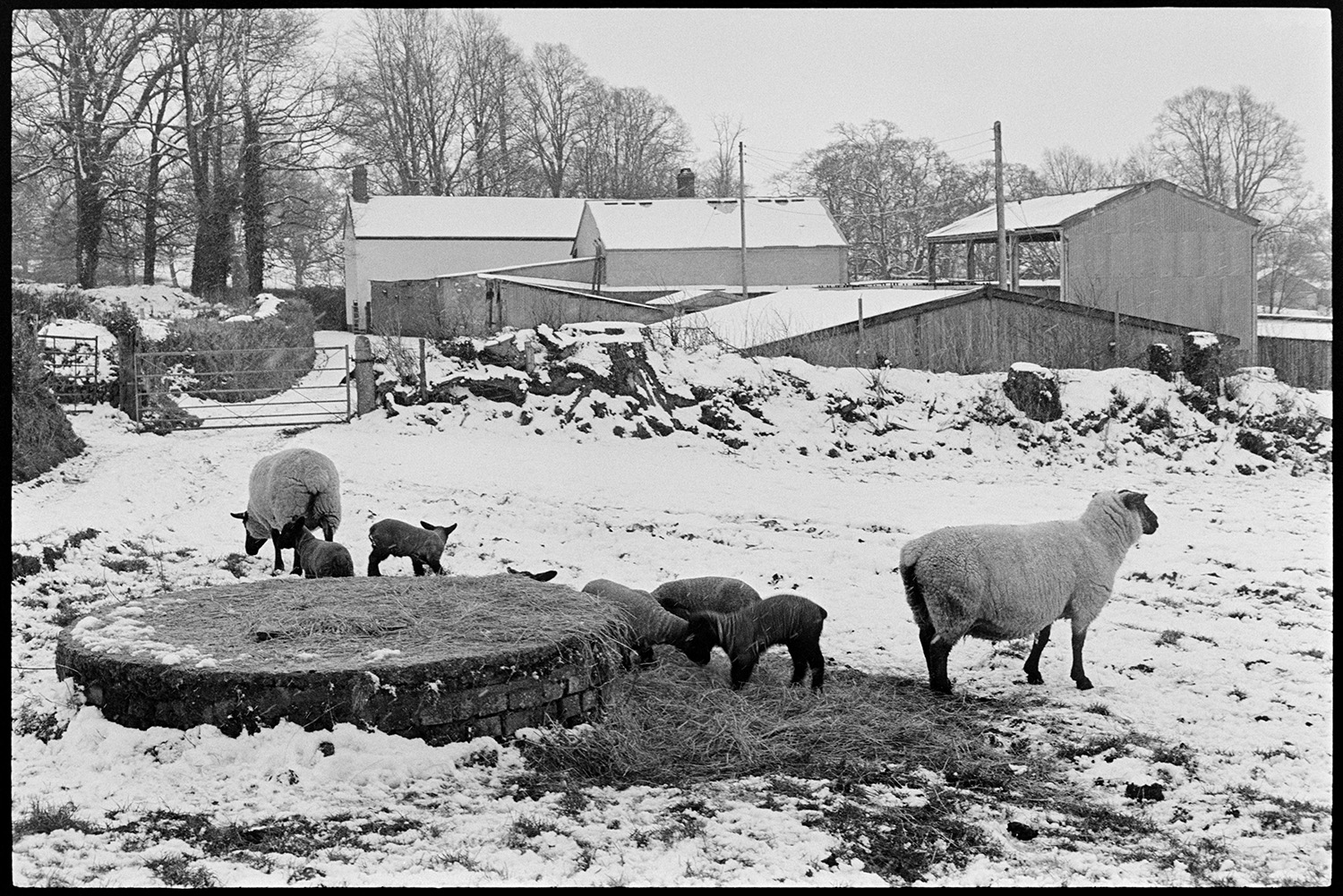 Snow scene with shepherd feeding and checking lambs. 
[Ewes and lambs eating hay by a stone plinth in a snow covered field at Parsonage, Iddesleigh. Barns and farm buildings can be seen in the background.]