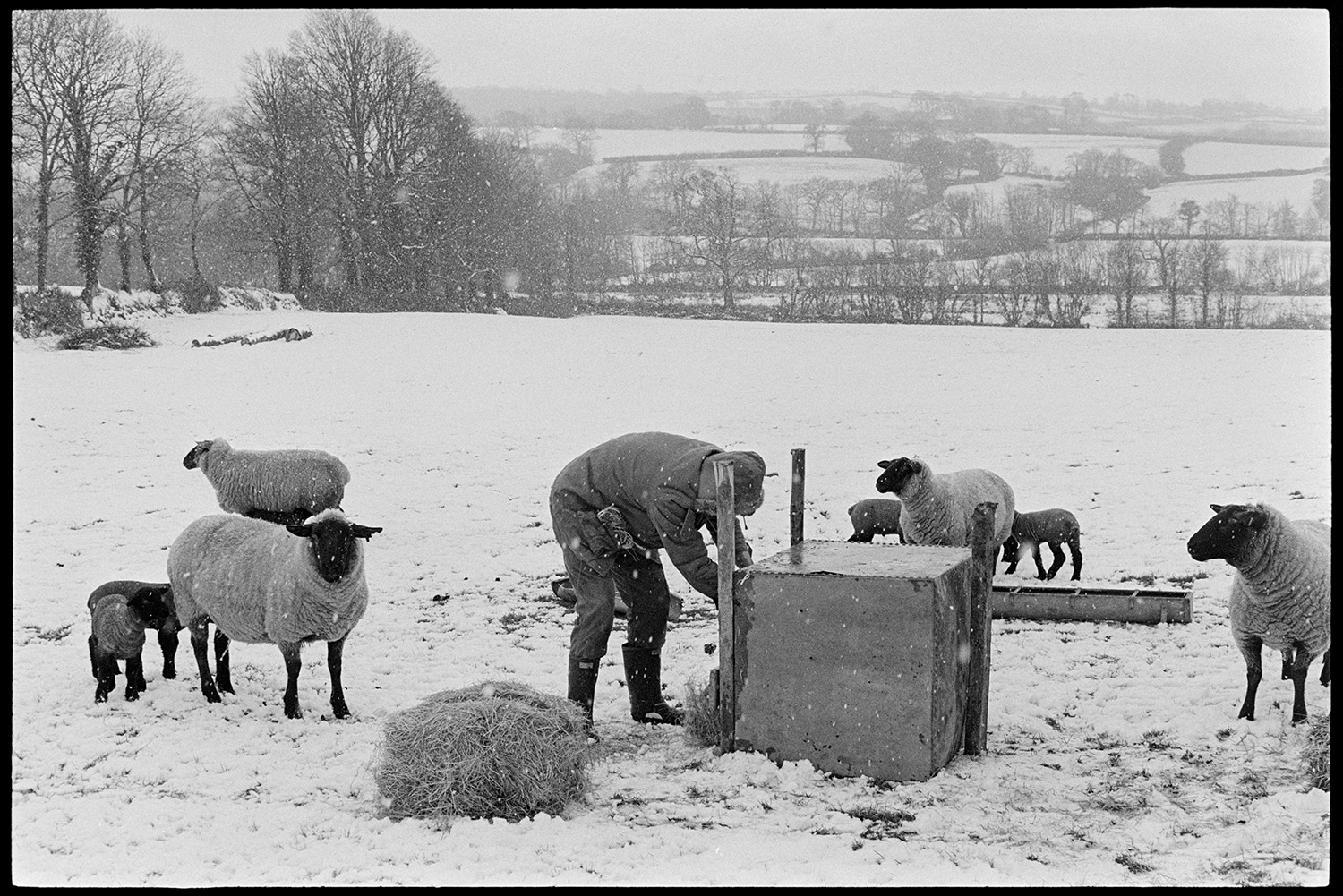 Snow scene with shepherd feeding and checking lambs. 
[Graham Ward feeding hay to sheep and lambs in a snow covered field at Parsonage, Iddesleigh. Snow is also falling while he is putting the hay into a covered feeder.]