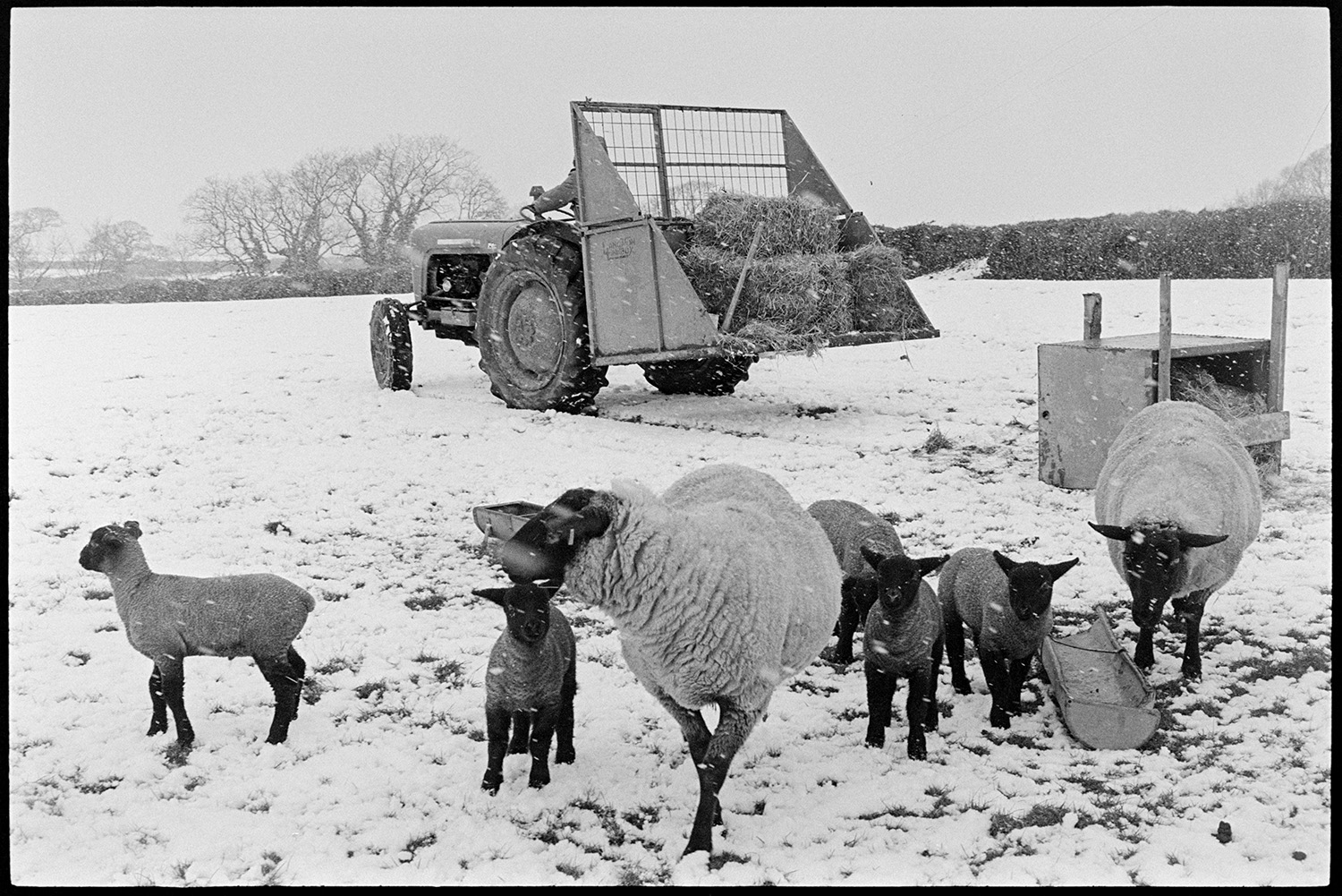 Snow scene with shepherd feeding and checking lambs. 
[Graham Ward taking hay to sheep and lambs in a  snow covered field at Parsonage, Iddesleigh. Snow is falling. The sheep are stood by troughs and a covered feeder. Graham is driving a tractor and link box which contains more bales of hay.]
