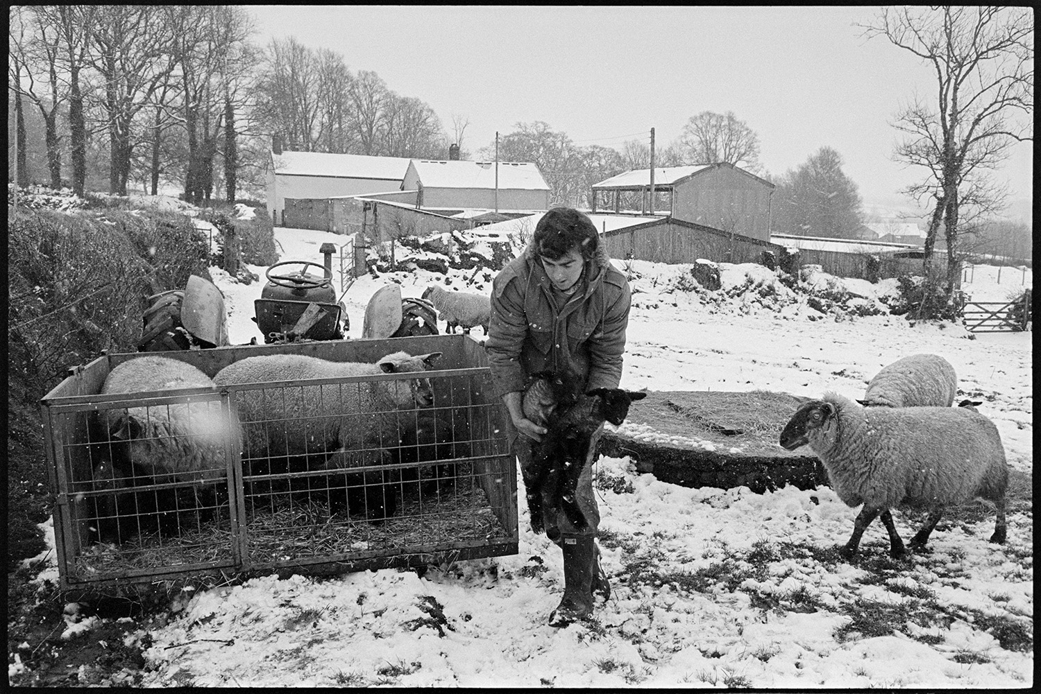 Snow scene with shepherd feeding and checking lambs. 
[Graham Ward checking sheep and lambs in a snow covered field at Parsonage, Iddesleigh. He is lifting two lambs either into or out of a link box. Two other sheep are in the link box. Barns and farm buildings are visible in the background.]