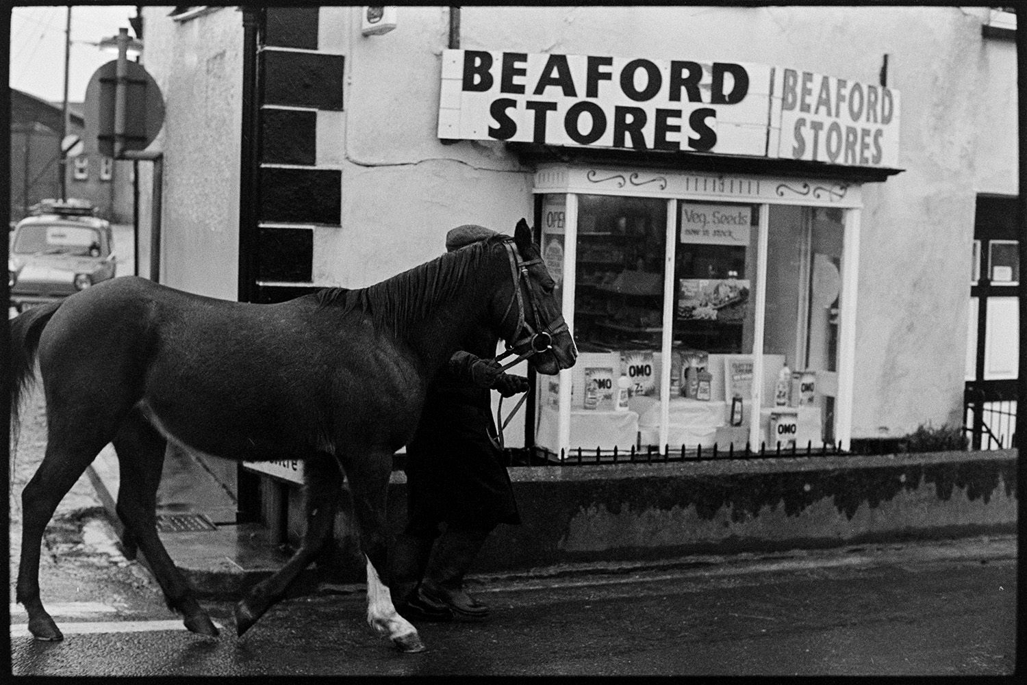 Man training young horse and getting it used to traffic. Going past shop.
[Henry Bright training a young horse and getting it used to traffic. They are passing the shop front of Beaford Stores in Beaford.]