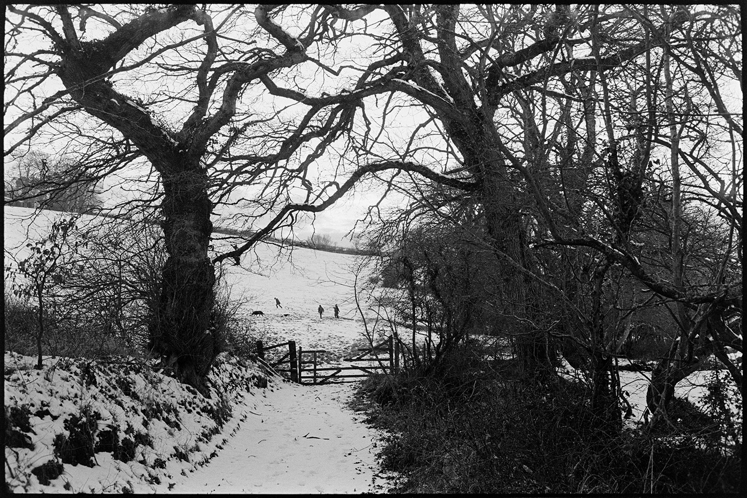 Trees and children tobogganing. 
[A snow covered lane, hedge and trees leading to a field at Iddesleigh. Children can be seen playing with toboggans and sledges in the field. They are accompanied by a dog.]