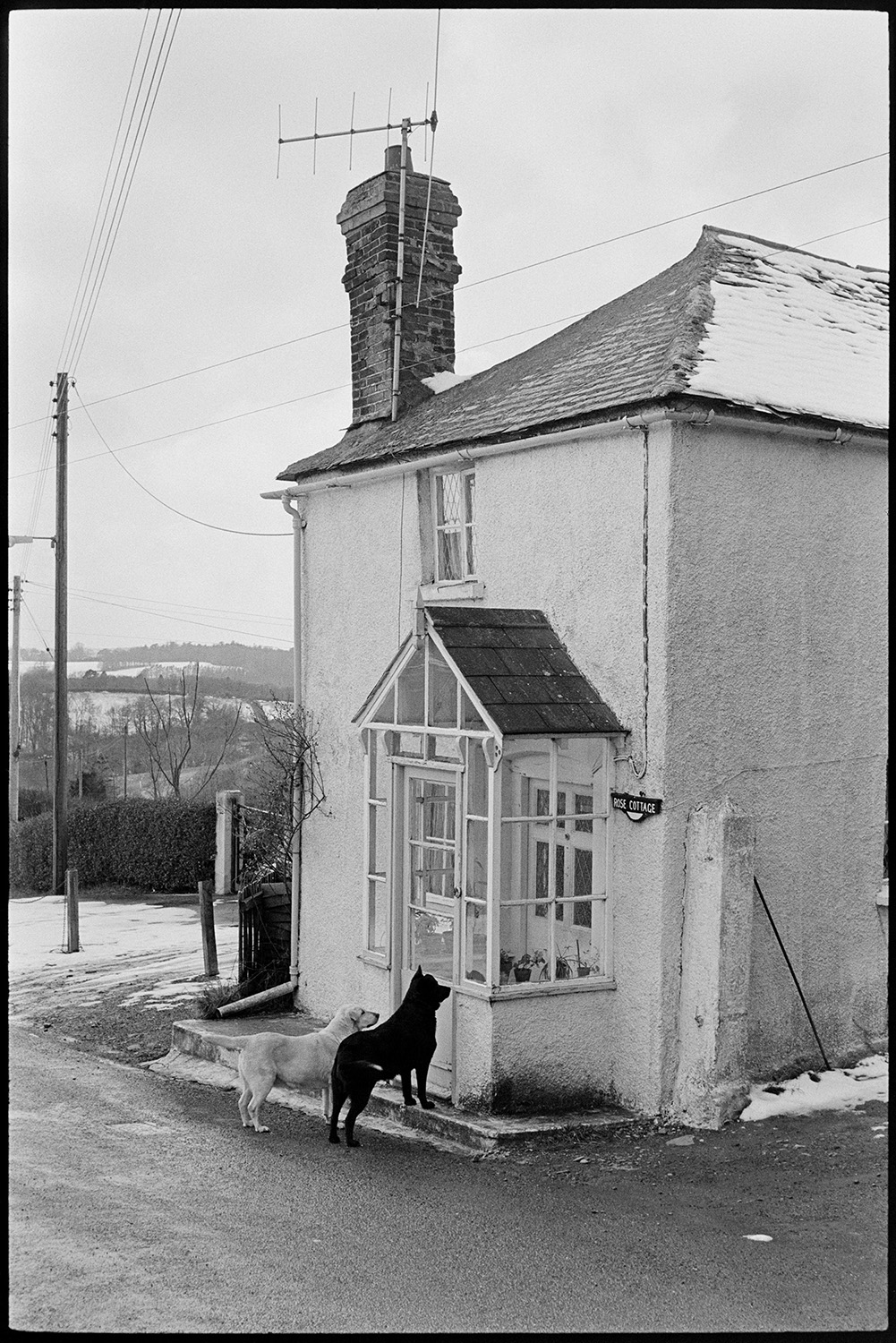 Cottage with porch and dog. 
[Two dogs waiting outside the porch of Rose Cottage in West Lane, Dolton. The roof of the cottage is partially covered with snow.]