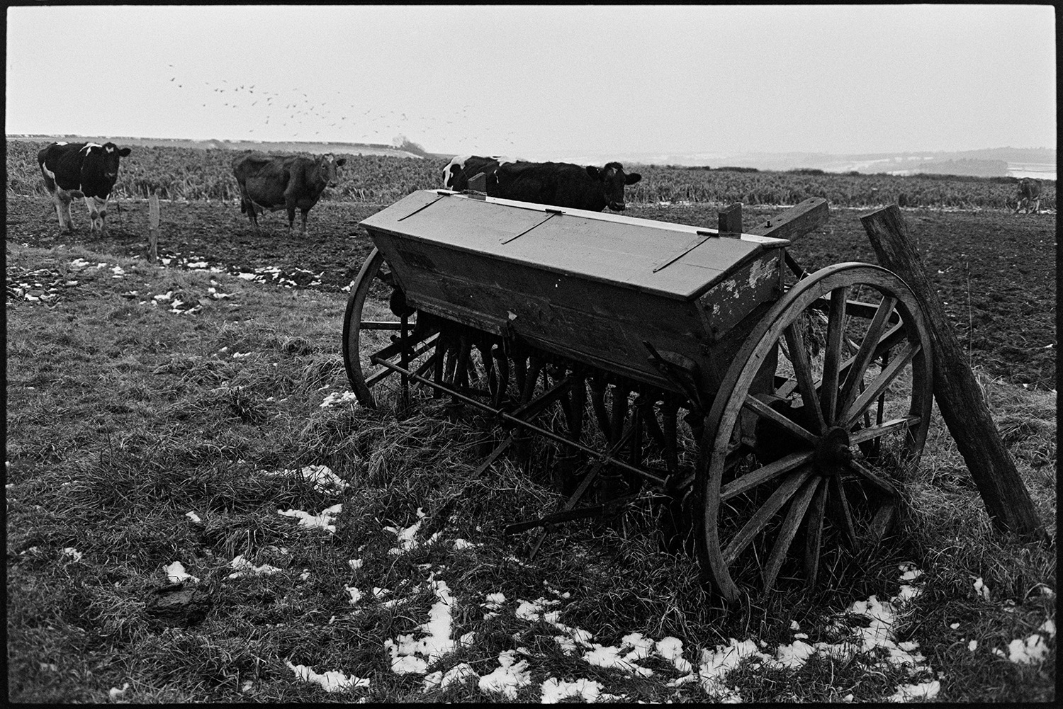 A piece of farm machinery, possibly a seed drill, in a field at Jeffrys, Beaford, also known as Mill Road Farm. Cattle can be seen in the background and the field has a few patches of snow.