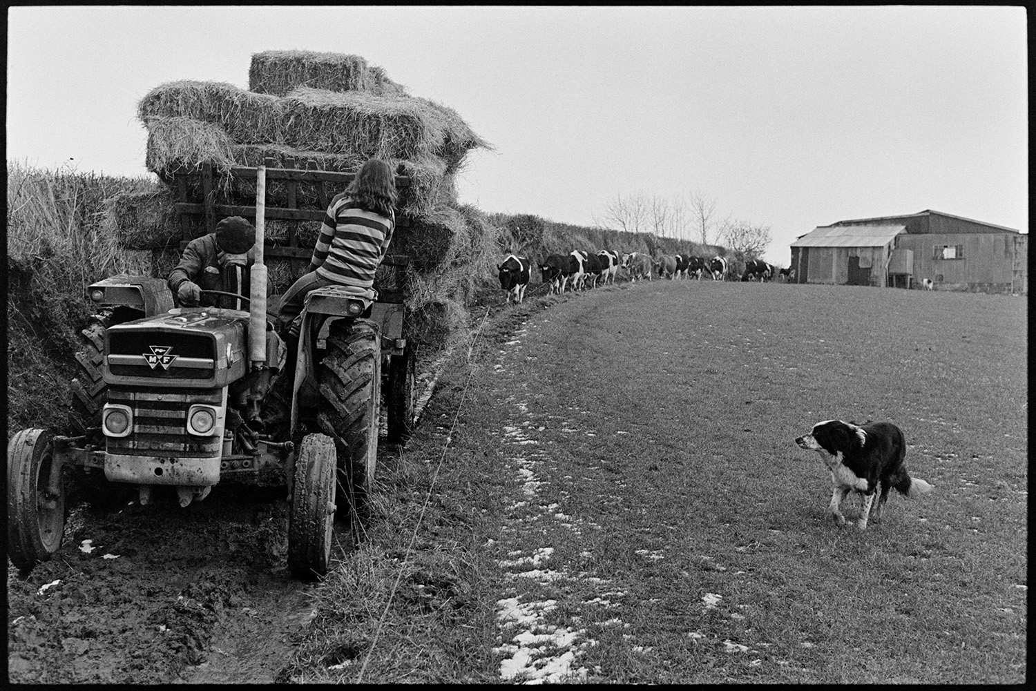 Farmer and daughter taking hay back to farm with tractor and trailer. 
[Ivor Bourne and his daughter, Marylin Bourne, driving a tractor and trailer with hay bales along the edge of a field back to the farmyard at Jeffrys, Beaford, also known as Mill Road Farm. A dog and herd of cattle are following them and corrugated iron barns are visible in the background. Patches of snow can also be seen in the field.]