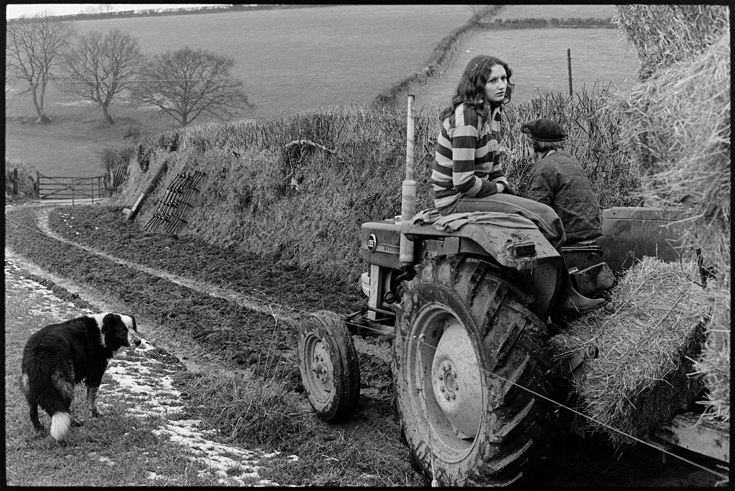 Farmer and daughter taking hay back to farm with tractor and trailer. 
[Ivor Bourne and his daughter, Marylin Bourne, driving a tractor and trailer with hay bales along the edge of a field back to the farmyard at Jeffrys, Beaford, also known as Mill Road Farm. They are accompanied by a dog. Patches of snow can be seen in the field by the muddy track and a harrow is resting against the hedge in the background.]