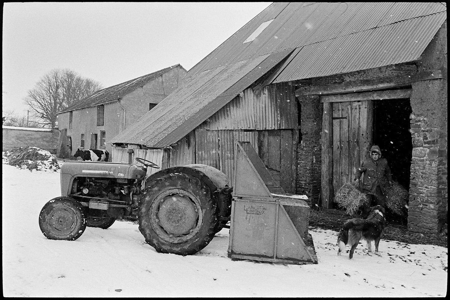 Farmer taking hay and water tank out to snowbound sheep. 
[Graham Ward loading hay bales from a barn into a link box attached to a tractor in the farmyard at Parsonage, Iddesleigh, to take to sheep. A dog is with him, Snow is falling an the farmyard is covered in snow. A cow and muck heap can be seen in the background.]