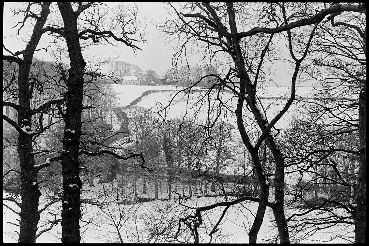 Man skiing on snow beside wood. 
[Snow covered fields and trees at Parsonage, Iddesleigh, viewed through tree branches in the foreground.]