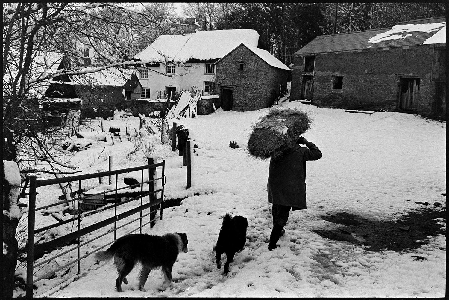 Farm under snow, farmer taking hay to cattle with dogs. 
[George Ayre carrying a hay bale on his back to take to cattle. He is walking through the snow covered farmyard at Ashwell, Dolton with two dogs. The thatched farmhouse and barns are covered with snow.]