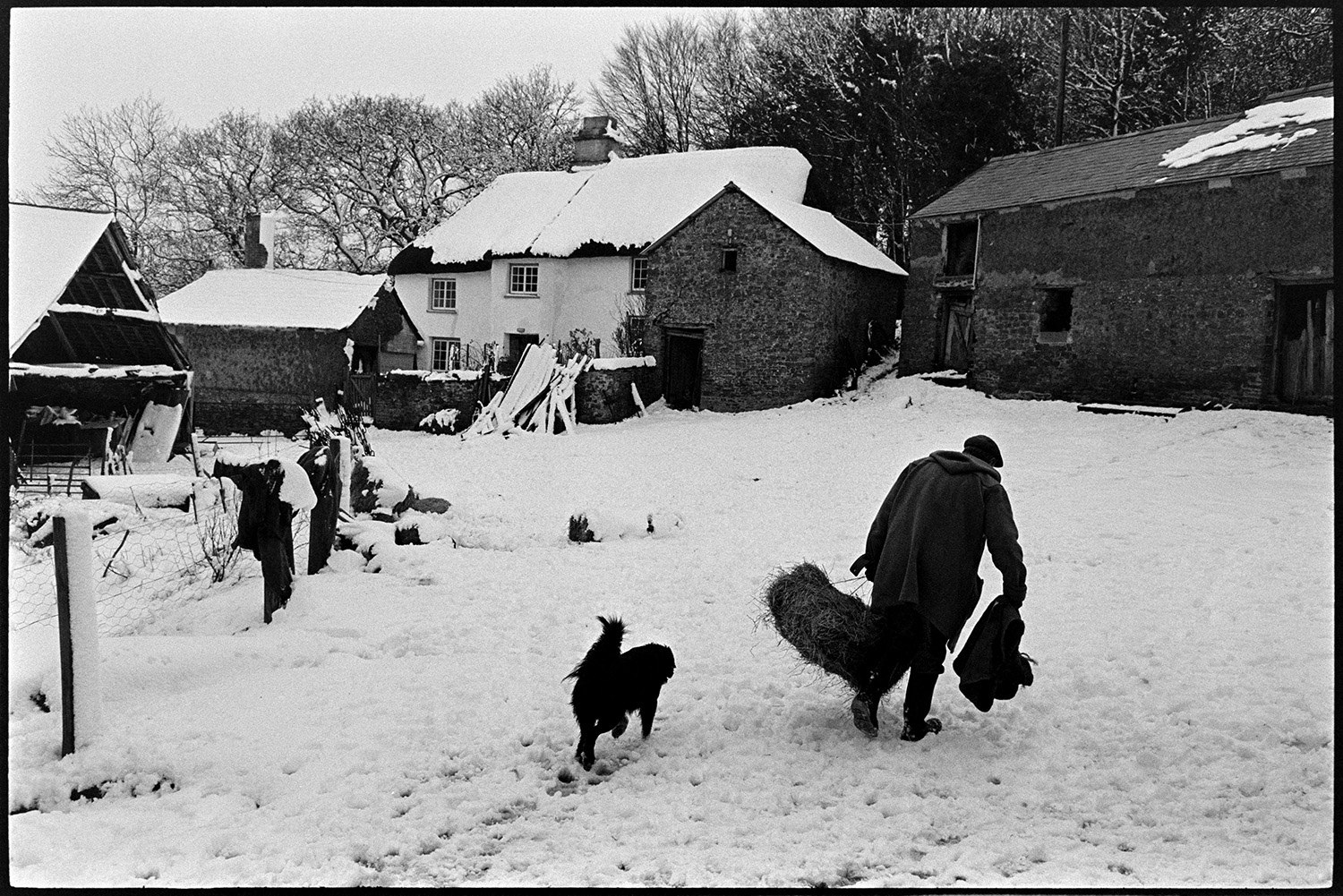 Farm under snow, farmer taking hay to cattle with dogs. 
[George Ayre carrying a hay bale to take to cattle. He is walking through the snow covered farmyard at Ashwell, Dolton with a dog. The thatched farmhouse and barns are covered with snow.]