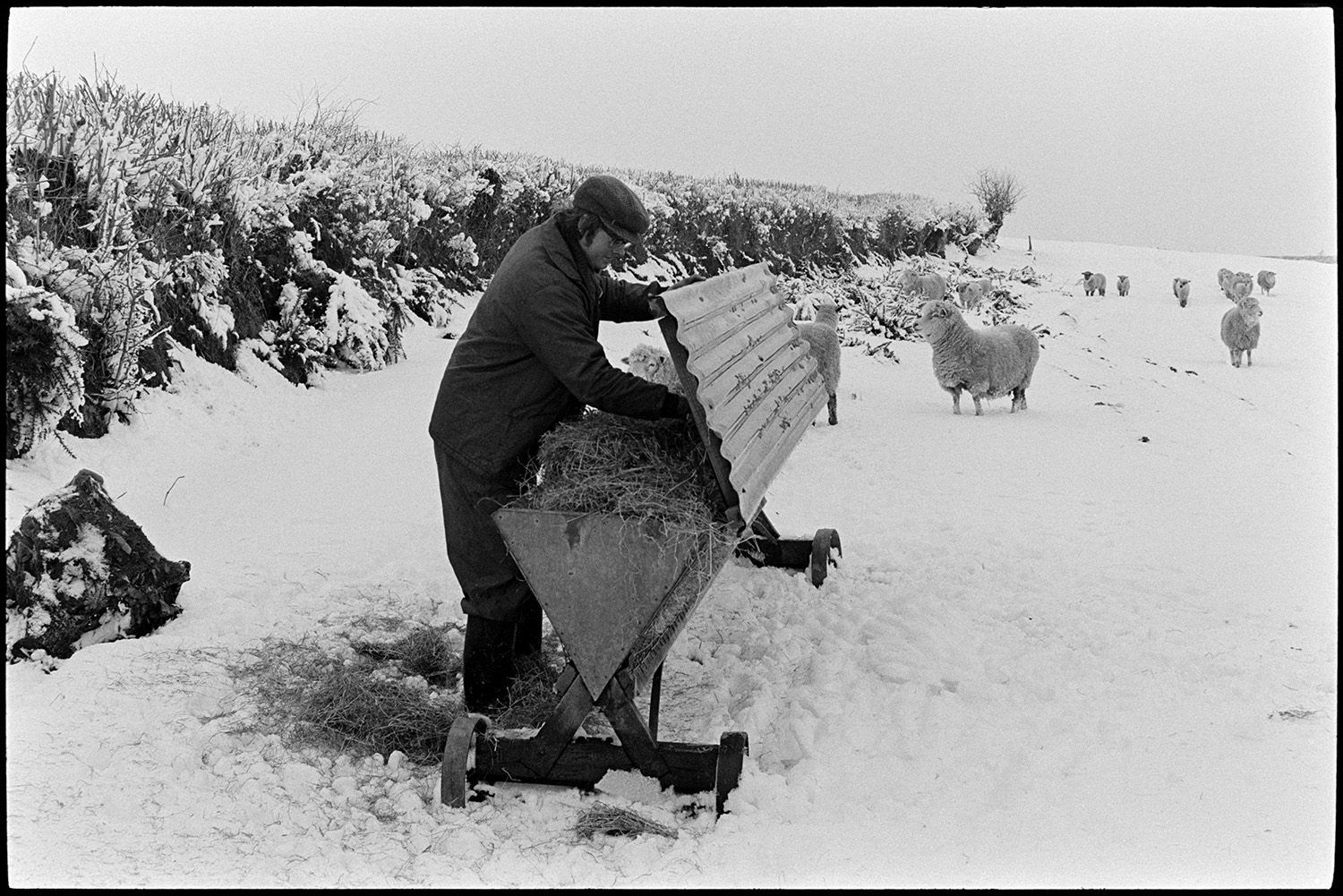 Snow, shepherd feeding sheep, frozen pond. 
[A man putting hay into a hay rack for sheep in a snow covered field near Beaford Wood.]