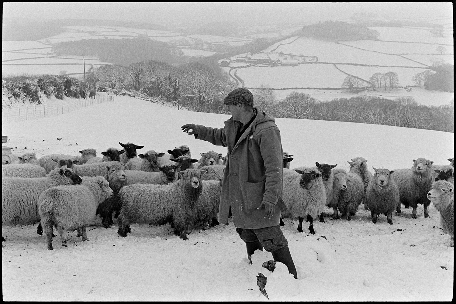Snow, farmer taking hay to sheep, farmyard, barn with hay, counting sheep, lots of dogs. 
[George Ayre counting sheep in a snow covered field at Ashwell, Dolton. A landscape of snow covered fields, trees and hedgerows is visible in the background.]