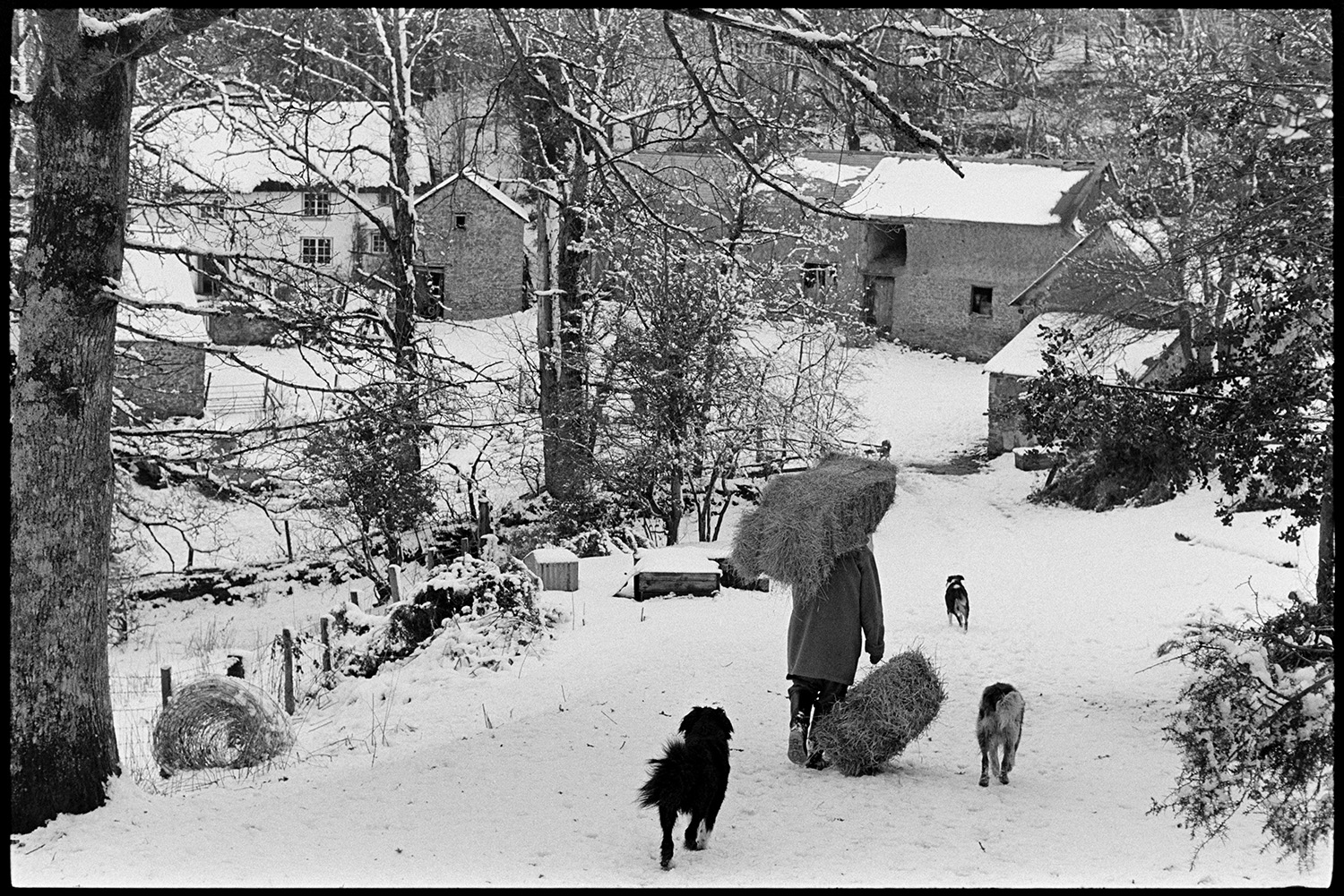 Snow, farmer taking hay to sheep, farmyard, barn with hay, counting sheep, lots of dogs. 
[George Ayre carrying hay bales along a snow covered path towards the farmyard at Ashwell, Dolton. He is accompanied by three dogs. Barns and the farmhouse can be seen through the trees and are covered with snow.]