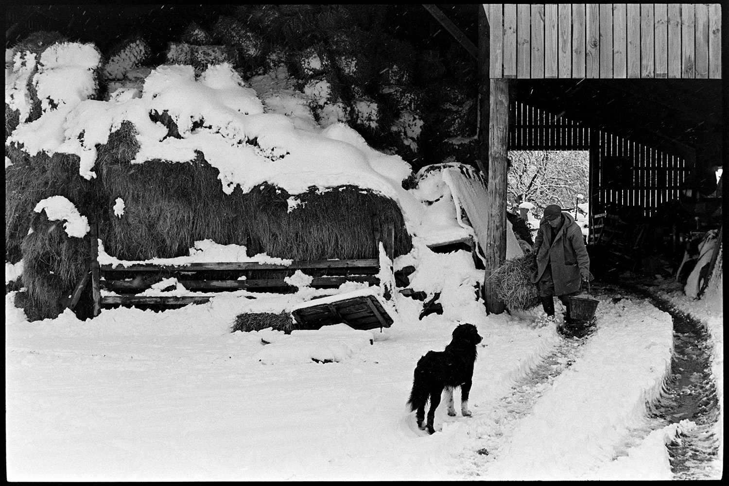 Snow, farmer taking hay to sheep, farmyard, barn with hay, counting sheep, lots of dogs. 
[George Ayre taking a hay bale from a barn at Ashwell, Dolton to feed to sheep. Other hay bales covered with snow can be seen in the barn. He is accompanied by a dog.]