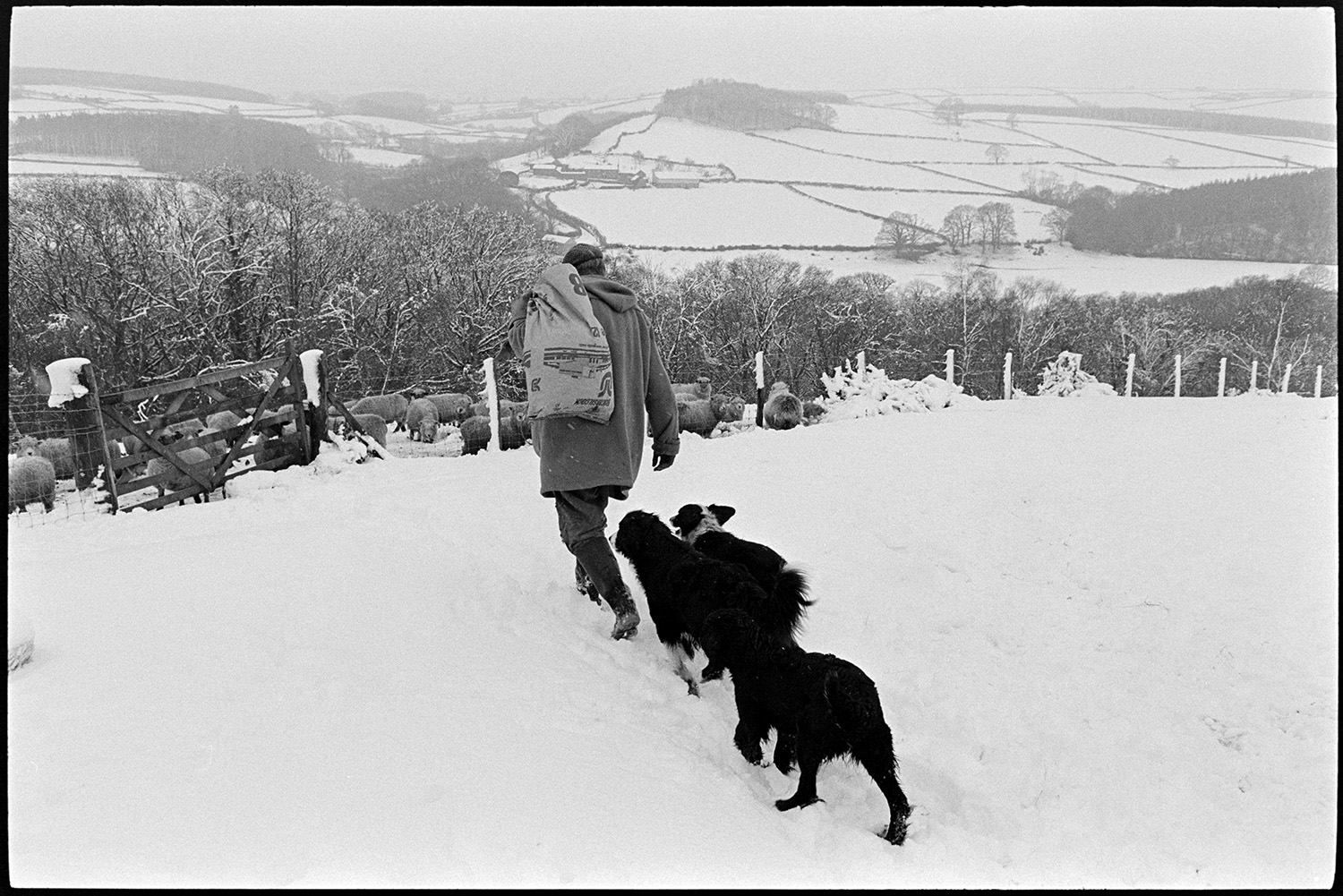 Snow, farmer taking hay to sheep, farmyard, barn with hay, counting sheep, lots of dogs. 
[George Ayre carrying a sack of feed to sheep in a snow covered field at Ashwell, Dolton. He is accompanied by three dogs. A landscape of fields, trees and hedgerows covered with snow can be seen in the background.]