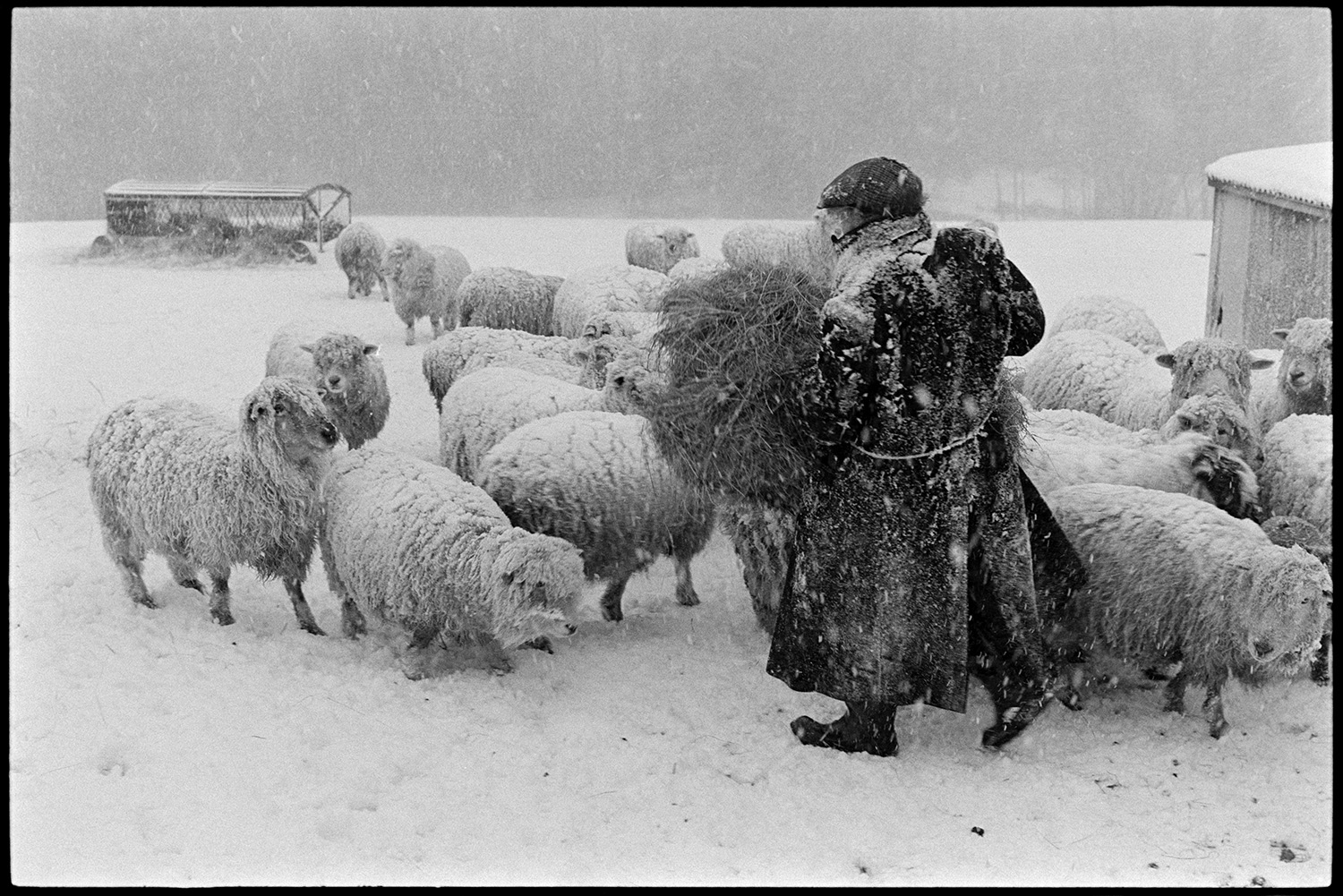 Snow, farmer feeding sheep in blizzard. 
[Ivor Brock feeding hay to sheep in a snow covered field and blizzard at Millhams, Dolton. A hay rack and wooden shed can be seen in the background.]