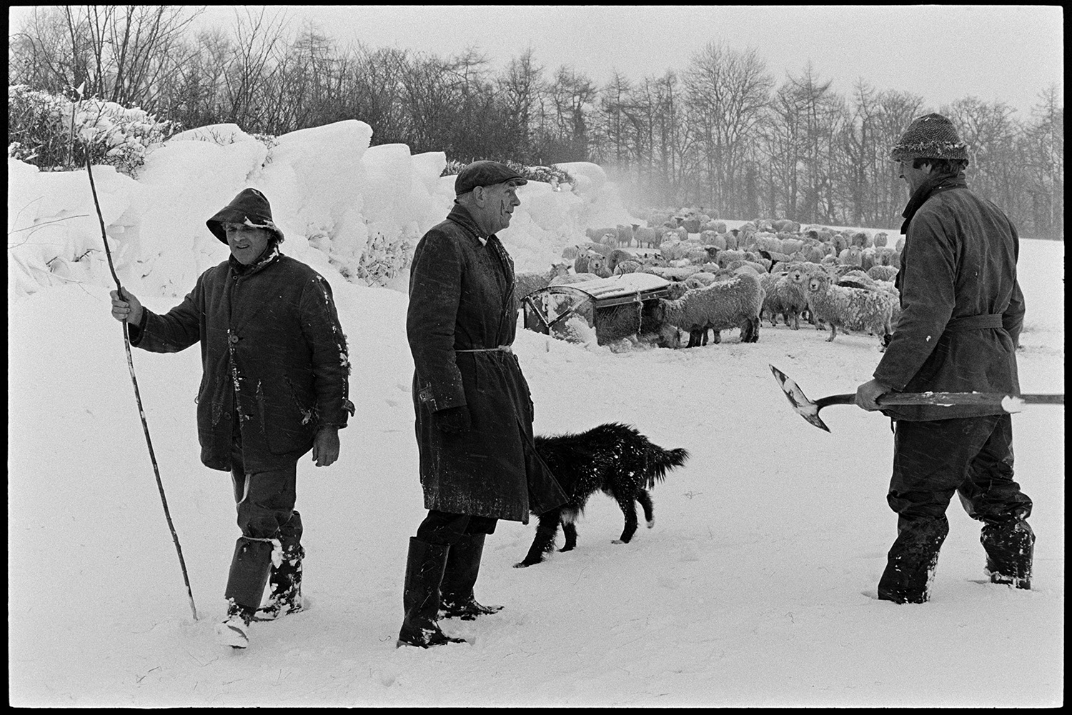Snow, men searching for sheep in snowdrifts. 
[Alf Pugsley, wearing the sou'wester hat, and two other men with a dog in a snow covered field at Langham, Dolton. They have been looking for sheep in the snowdrifts.  A flock of sheep are in the background by a hay rack feeder.]