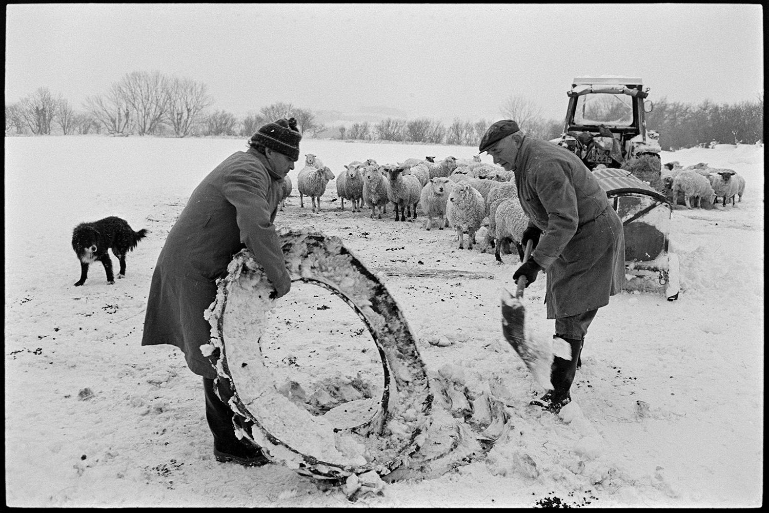 Snow, feeding hay to sheep after blizzard. 
[Alf Pugsley and Phillip George feeding hay to sheep in a snow covered field at Lower Langham, Dolton. They are digging out a tyre from the snow which has been cut in half and used as a trough. A dog, tractor and flock of sheep are in the background.]