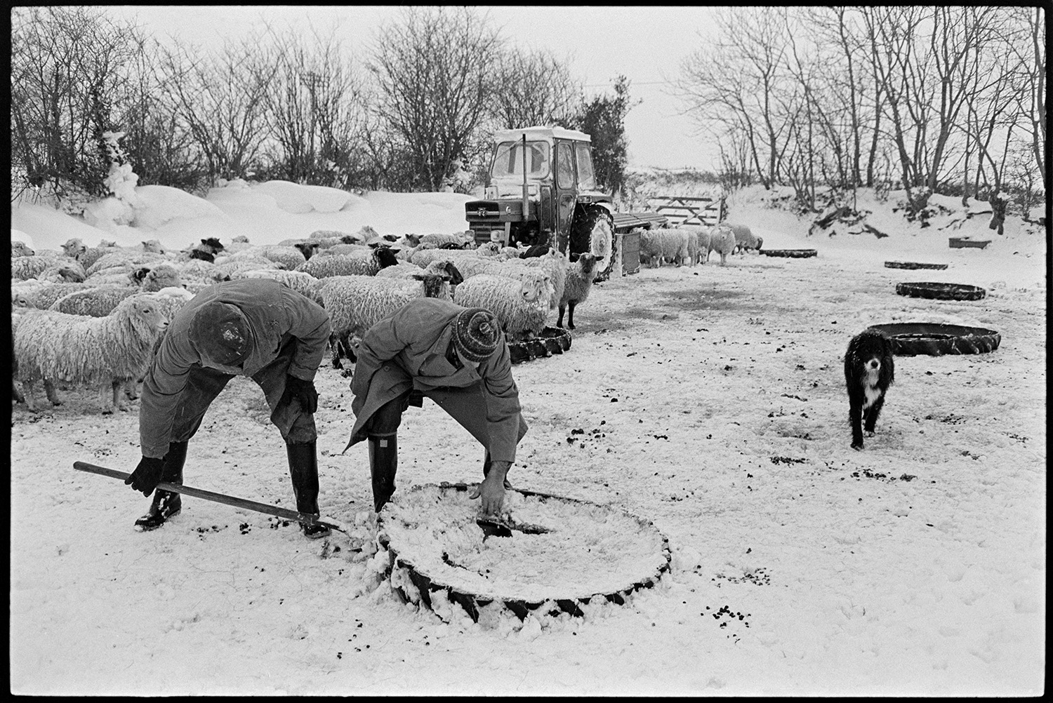 Snow, feeding hay to sheep after blizzard. 
[Alf Pugsley and Phillip George feeding hay to sheep in a snow covered field at Lower Langham, Dolton. They are digging out a tyre from the snow which has been cut in half and used as a trough. A dog, tractor and flock of sheep are in the background and snowdrifts can be seen against the hedgerows.]